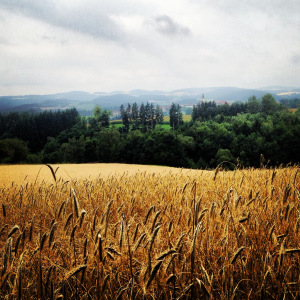 Wheat field in Upper Austria